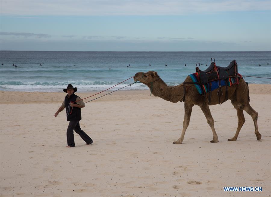 The story of the Camel Down Comforter