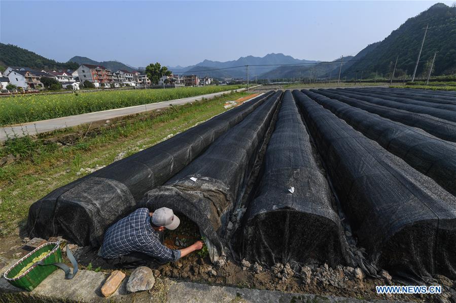 Feather Duvet in Zhejiang Province