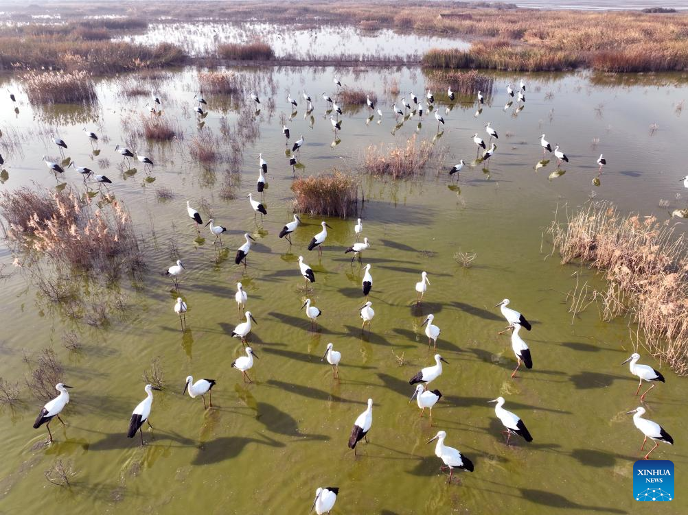 The Feather Duvet of Zhengyang