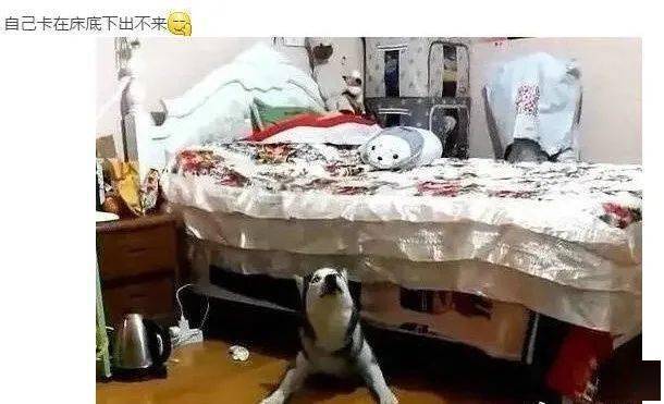 搞笑羽绒被的奇妙之旅