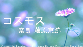 Title: The Price Range of Japanese down comforters: A Comprehensive Guide