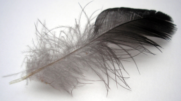 Danjiang Down Feather Cover: A Winter Warmth for Your Bed