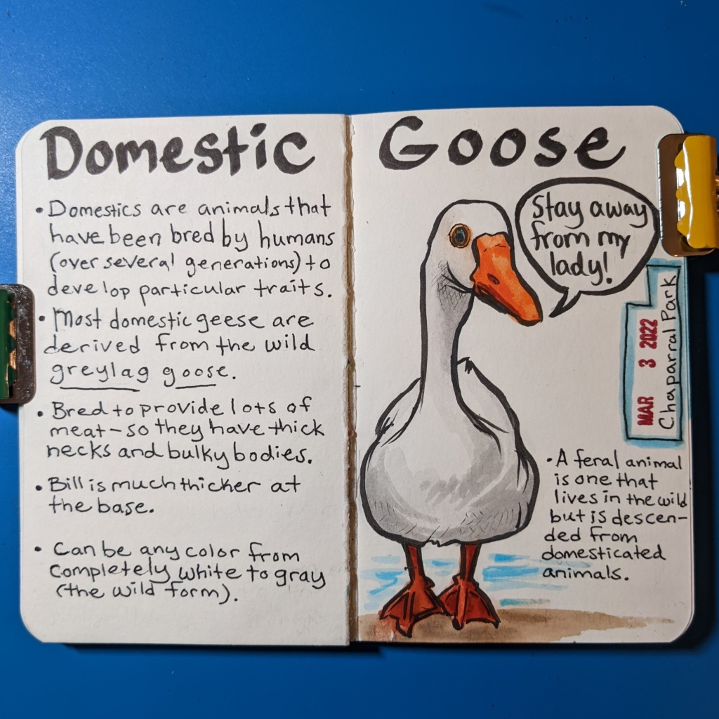 My Story: A Goose Down Comforters Journey