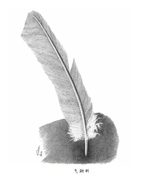 Feather Duvet and Camphor: A Tale of Two Materials