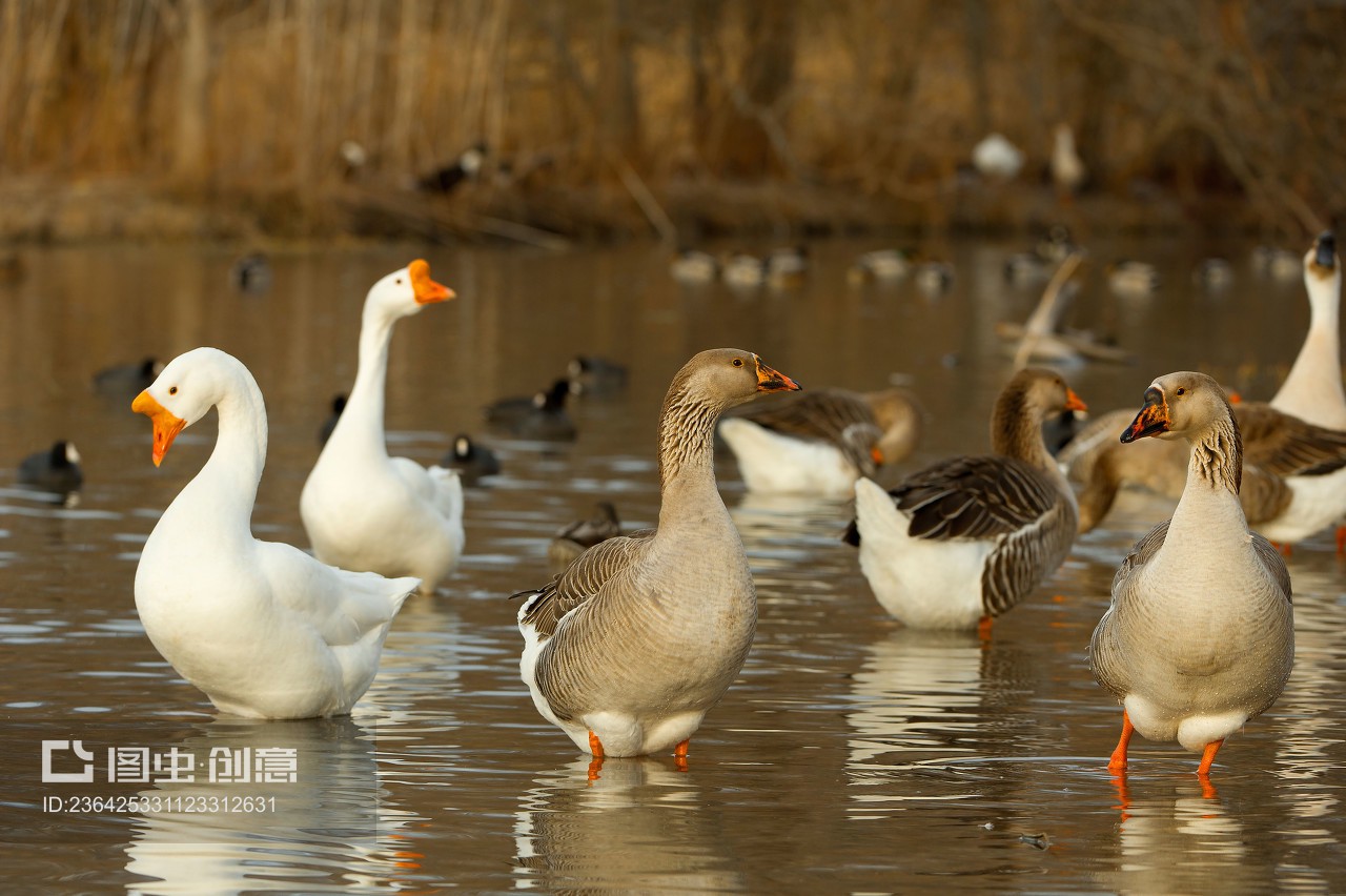 Jiaozuo City, China: The Home of High-Quality Goose Down Quilts