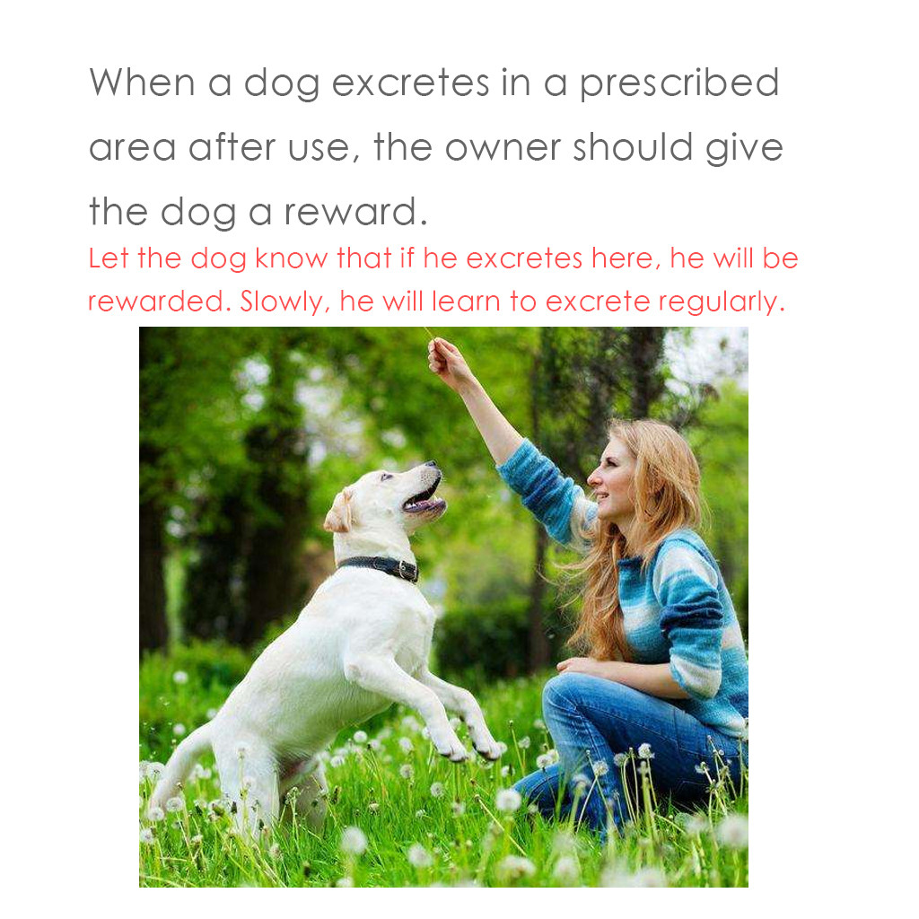 Title: Dealing with Dog Urine on Down Comforters: A Comprehensive Guide