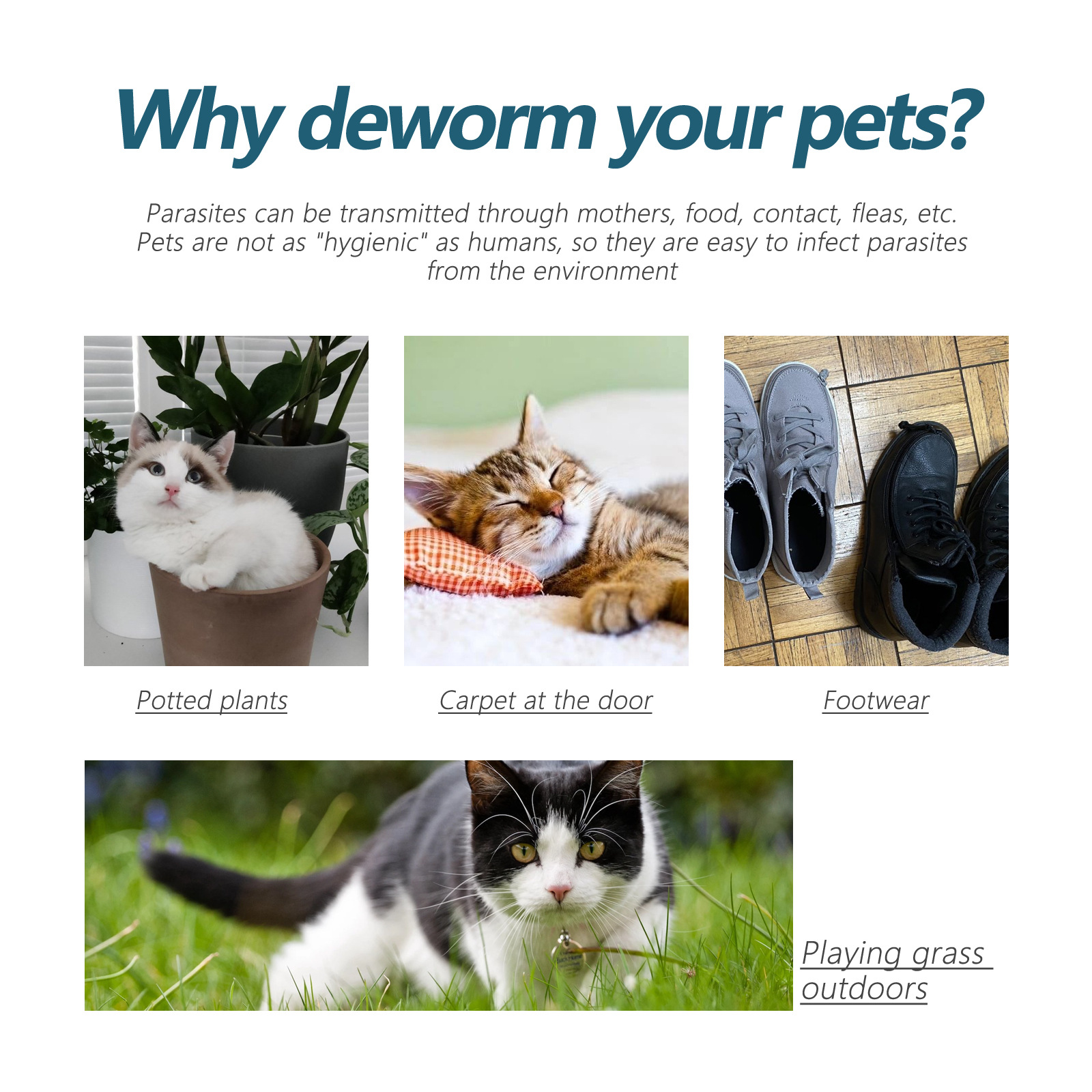 Title: Is it Adequate to Use Duck Down Blanket for Your Kitten? A Comprehensive Guide