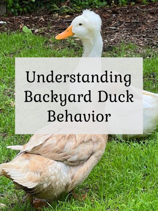 Why Is Duck Feather Bad for a Duvet?