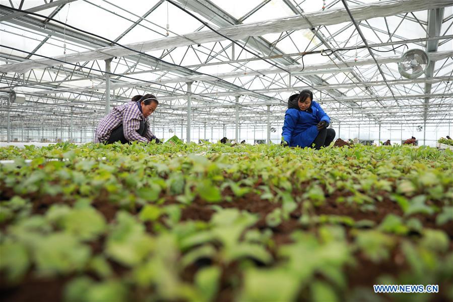 Title: Discovering the Location of Nanzhao Down Comforter Manufacturing Plant