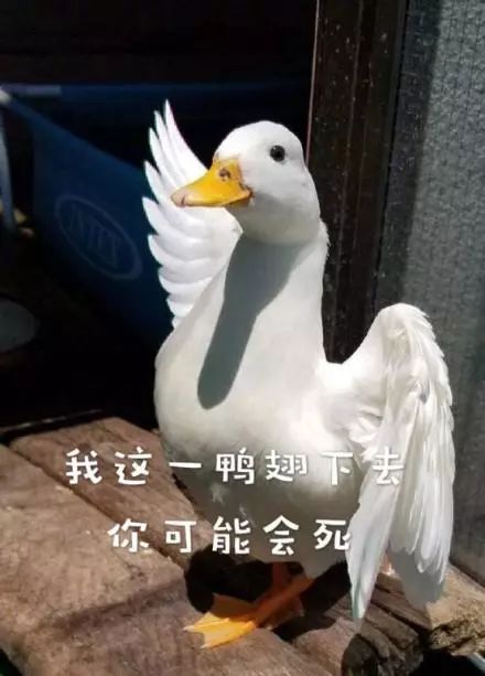 Title: Taobaos Exclusive Duck Feather Blanket