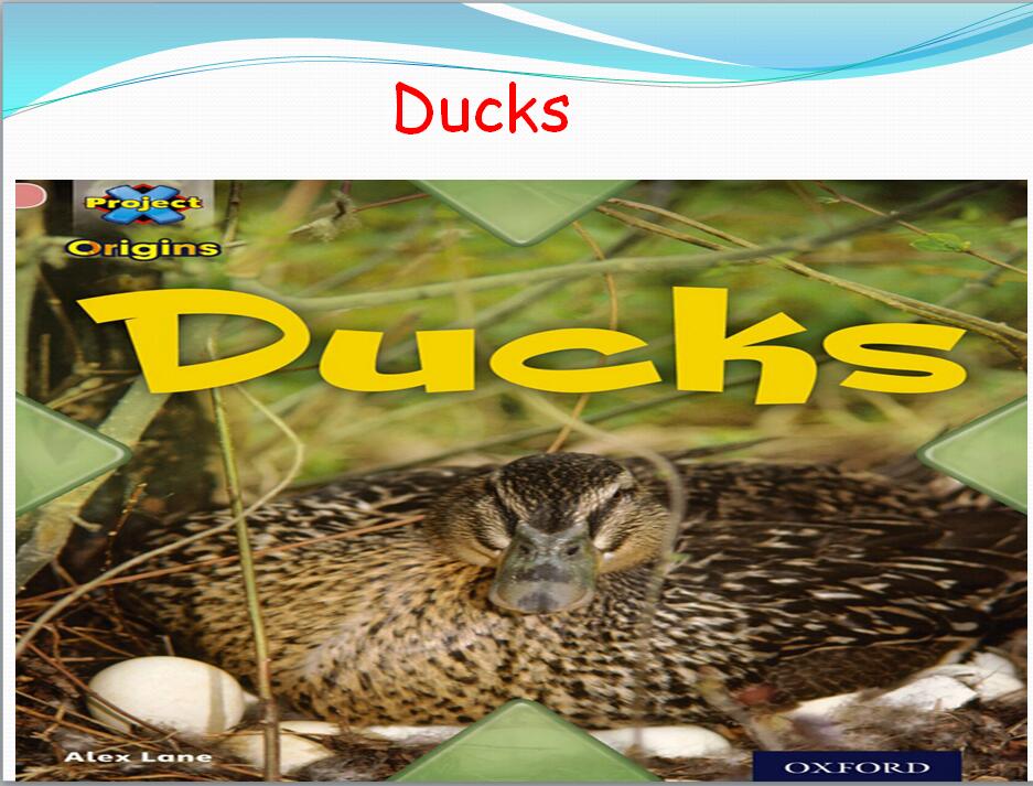 Title: Is Duck Feather Pillow Odorous?