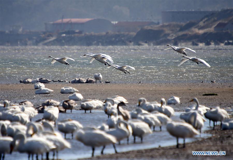 Title: Henan Xin County’s Duck Feather Blanket: A Unique Gift of Nature
