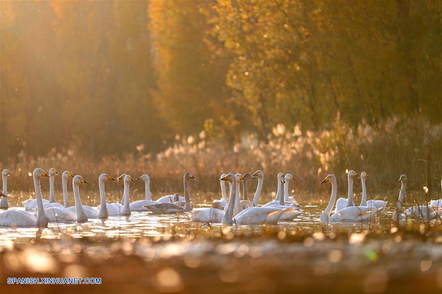 Title: Henan Xin County’s Duck Feather Blanket: A Unique Gift of Nature