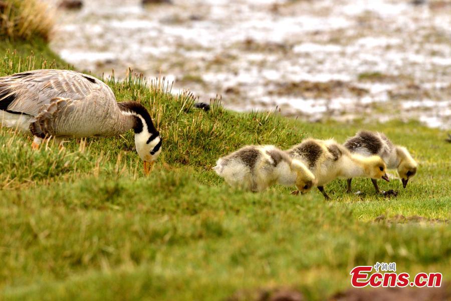 Title: The Tianshan Geese and Ducks Feather Blanket