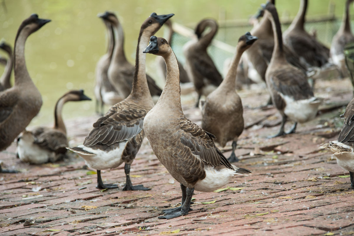 Title: The Unique Journey of Goose Down in Xuchang