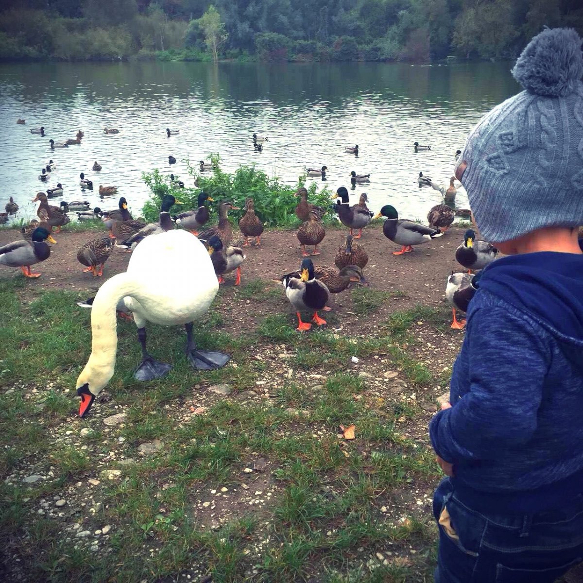 Title: The Unique Journey of Goose Down in Xuchang