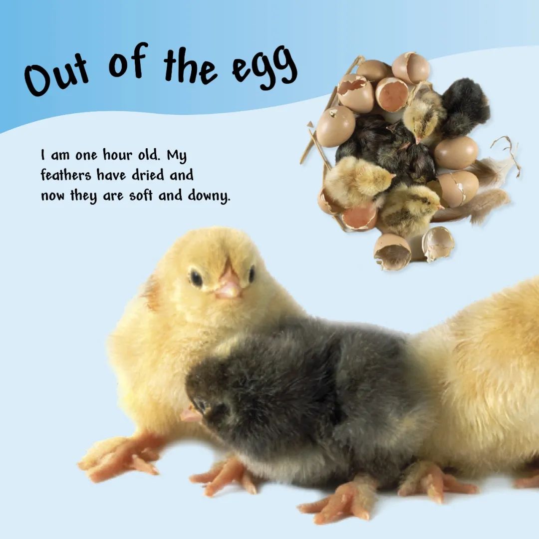 Title: The Evolution of Down: Why There Are Duck Feather Duvets but No Chicken Ones