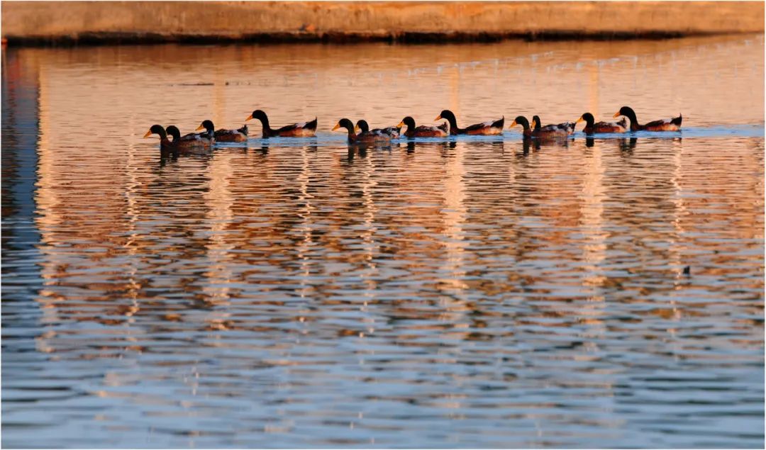 Title: Are There Any Duck Down Quilt Processing Industries in Xiangyin County?
