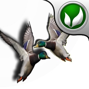 Title: How to Buy a Real Duck Feather Comforter