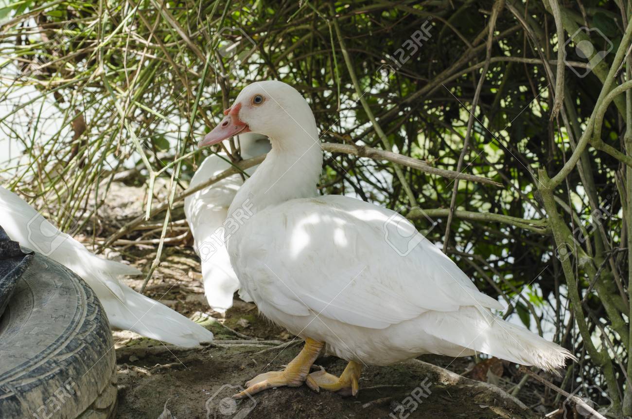 Title: Fuyang White Duck Feather Comforter Agents