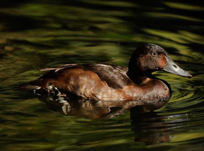 Title: Does Drying a Duck Feather Comforter Kill Bacteria?
