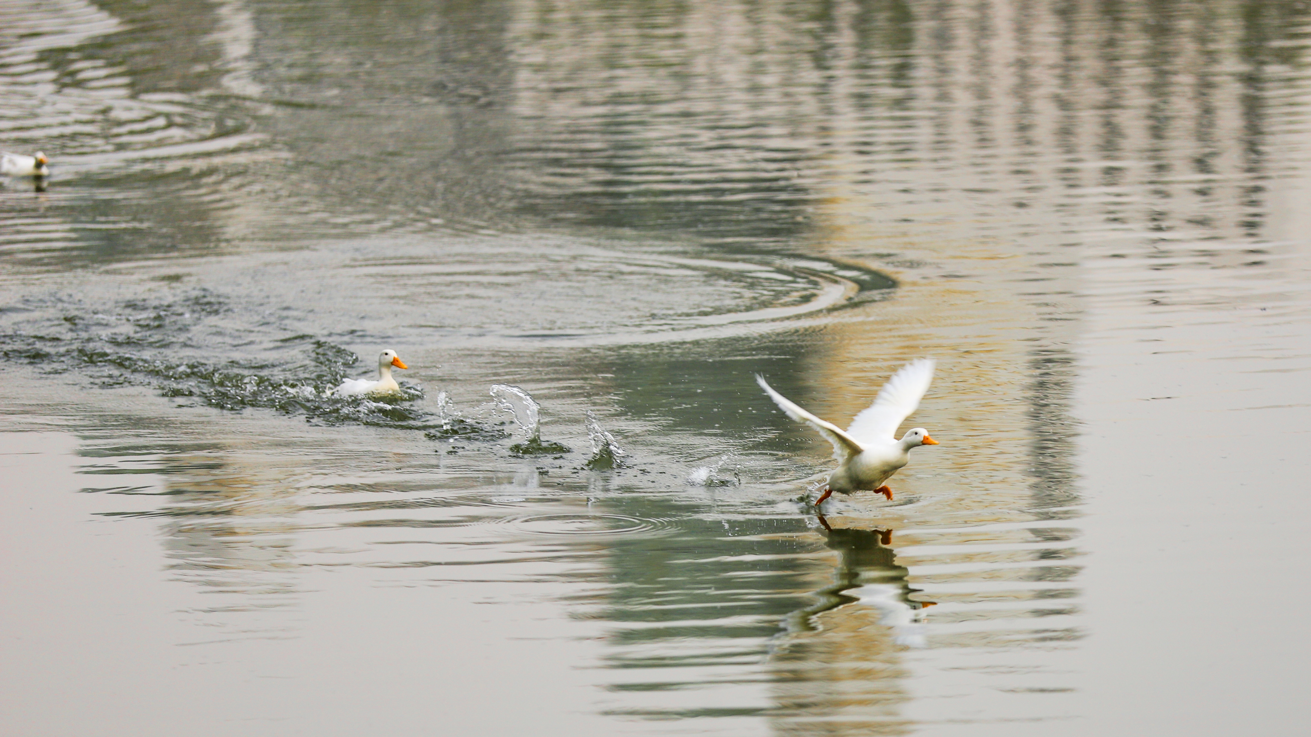 Title: The Warmth of Duck Feather Blankets in Winter Wenzhou