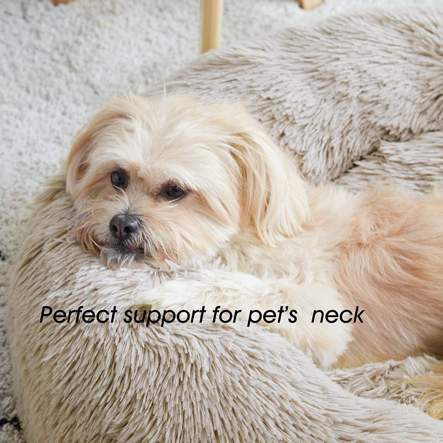 Title: The Story of a Duck Feather Bed with Dog Pee