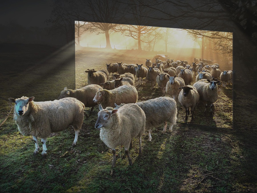 Title: The Lightness of Sheep and Duck Feather Blankets
