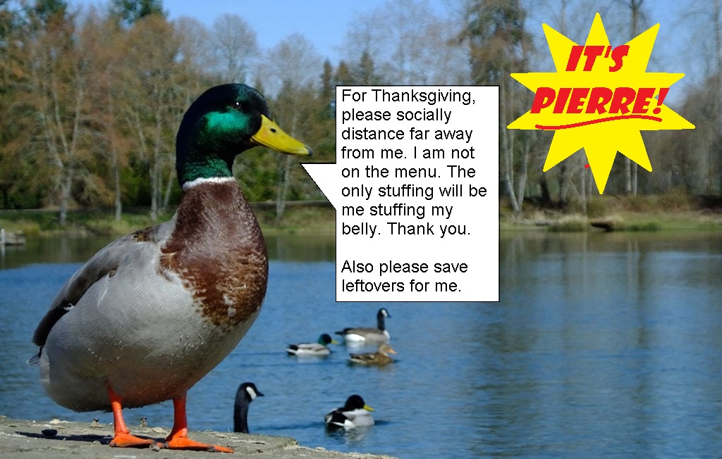 Title: The Debate on Duck and Goose Down Duvets: Which One Keeps You Warmer?