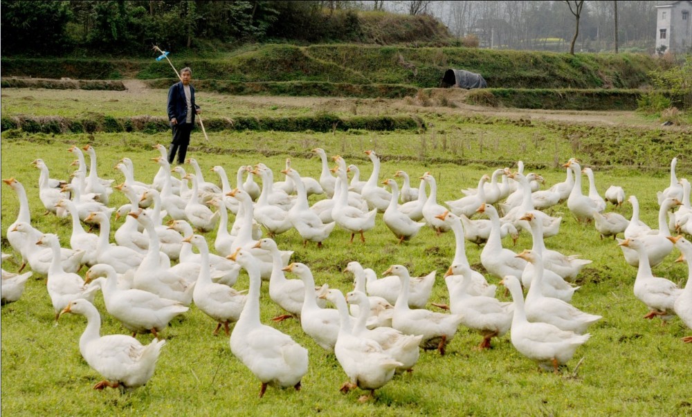 Title: The Debate on Whether to Sell Duck or Goose Down Comforters in Guangdong
