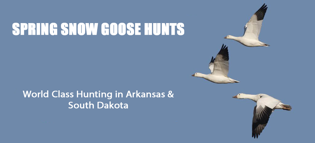 Title: How to Choose Between Duck Feather and Goose Feather Quilt?