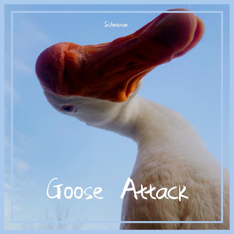 Title: Can Goose Down Comforters Cause Asthma?