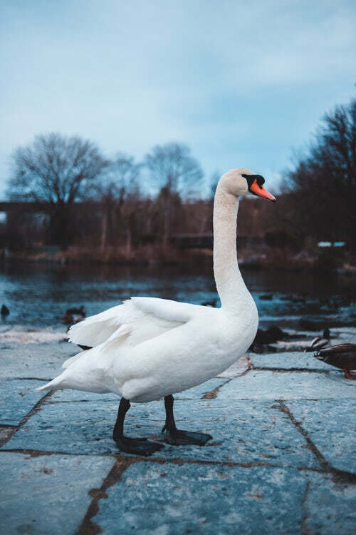Title: The Unique Journey of the Arctic Goose Down in the Rolled Iceland Duvet