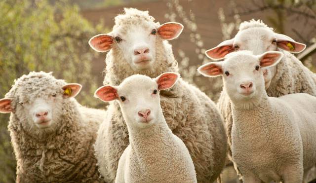 The Best Brands of Sheepskin and Duck Feather Blankets