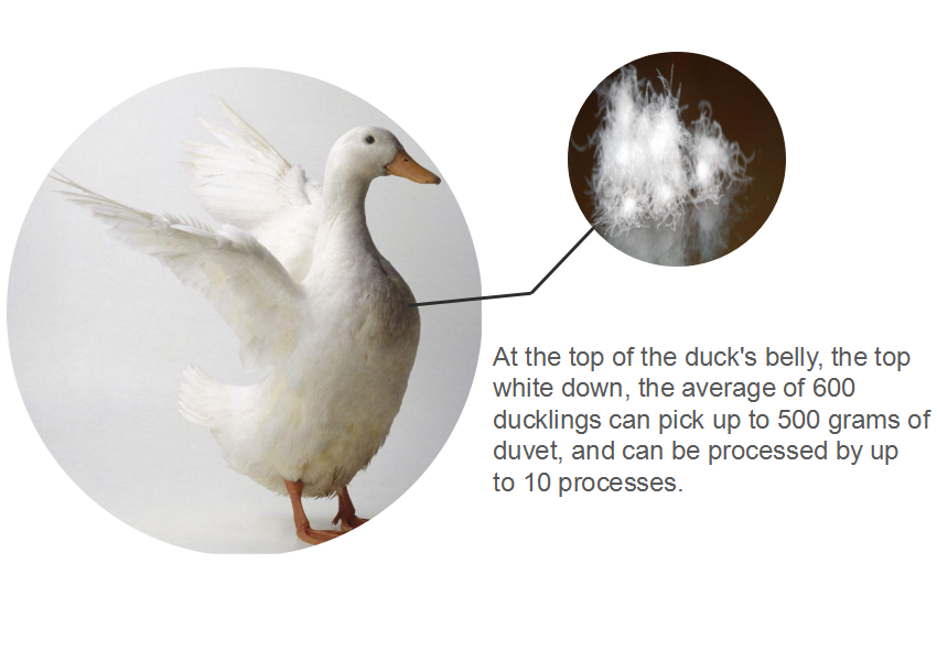 Title: Does Duck Feather Pillow Shrink When Wet?